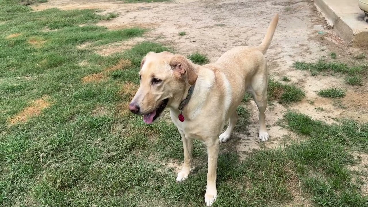 Shuggy - Labs4Rescue