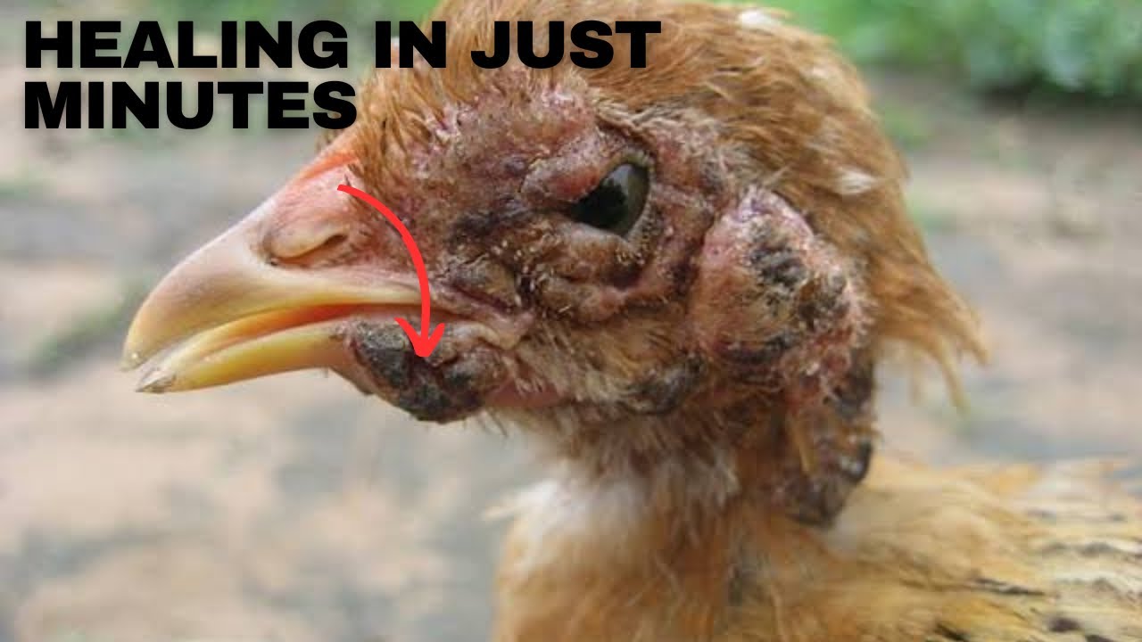 How To Heal Chicken Woods (FOWL POX ) In Just Minutes