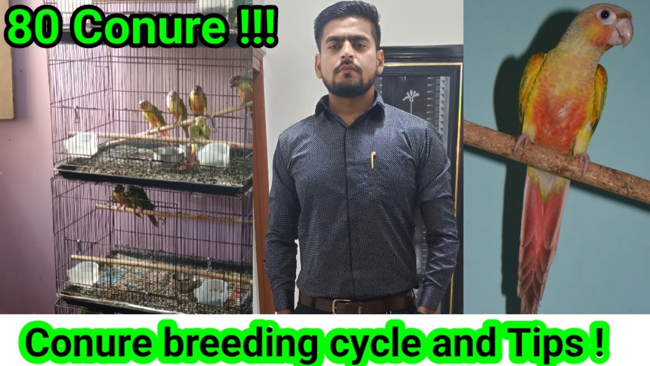 Small Conure breeding cycle & Tips | Income from 1 Pair of Small conure | Fazal's Exotics 