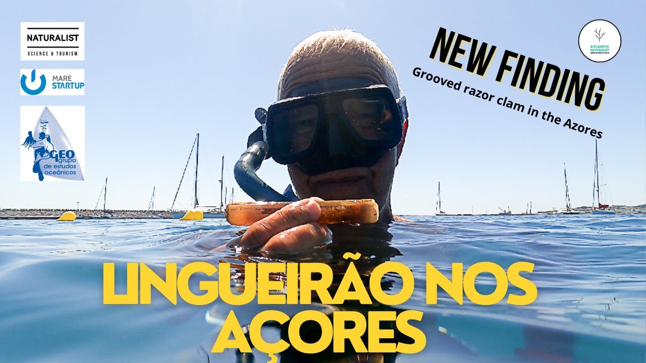 Descoberta de Lingueirão nos Açores