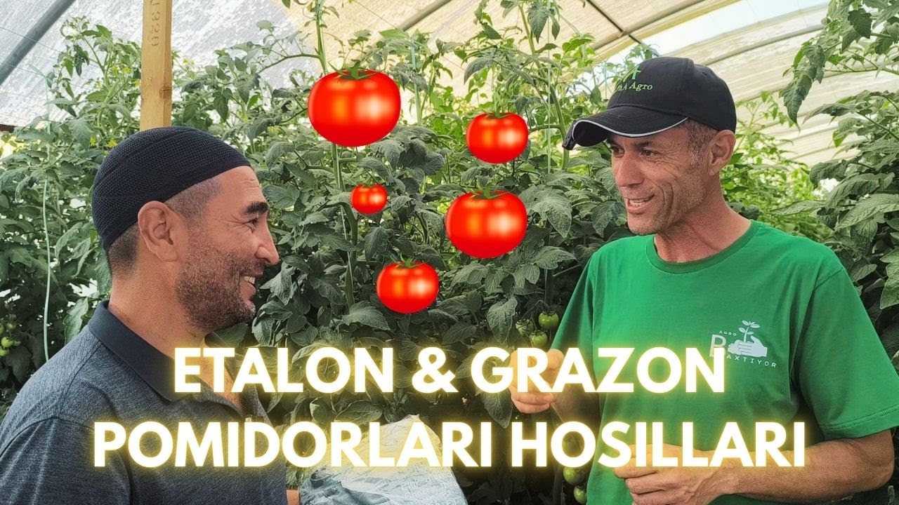 ЭТАЛОН & ГРАЗОН ПОМИДОРЛАРИ ҲОСИЛЛАРИ | ETALON & GRAZON POMIDORLARI HOSILLARI