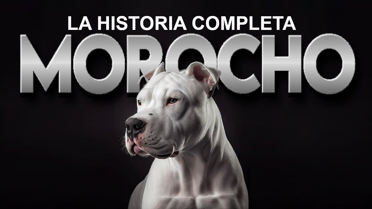 EL DOGO MOROCHO, Perro salva a dos nenas de un puma, LA HISTORIA COMPLETA