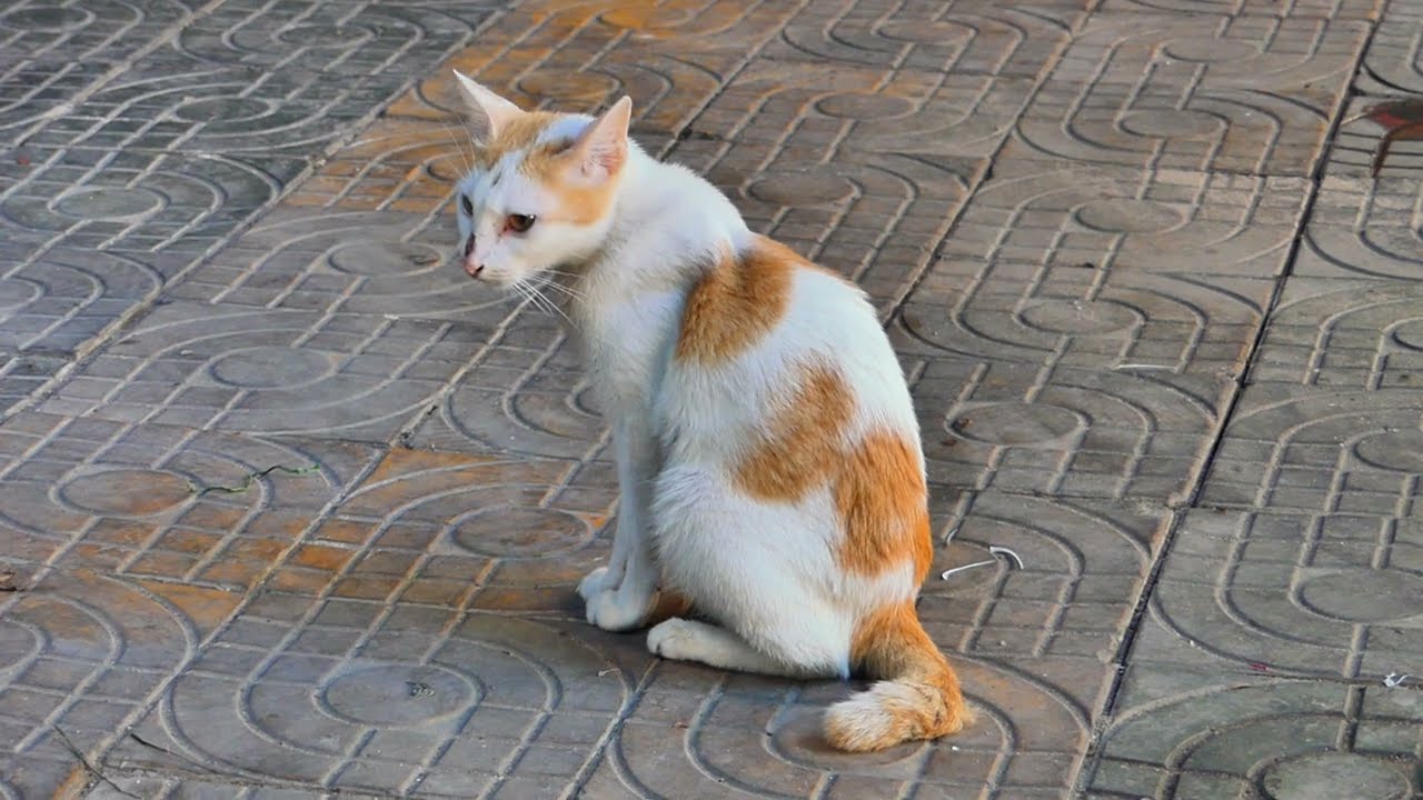 She is a beautiful mom cat in the pagoda 