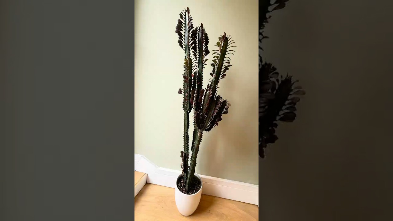 Euphorbia Trigona (African Milk Tree) Propagation 🌵It&rsquo;s easier than you think 🌿