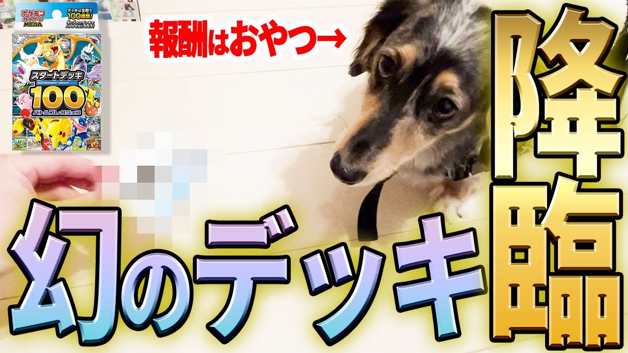 【スタートデッキ100】「幻のカード」○万円降臨‼️が⋯興味０のわんこ🐕️ 【開封 ポケカ】#pokemon #ポケモンカード＃パック#新弾 #ポケカ情報 #SAR #ポケモン #神引き #ハイクラス