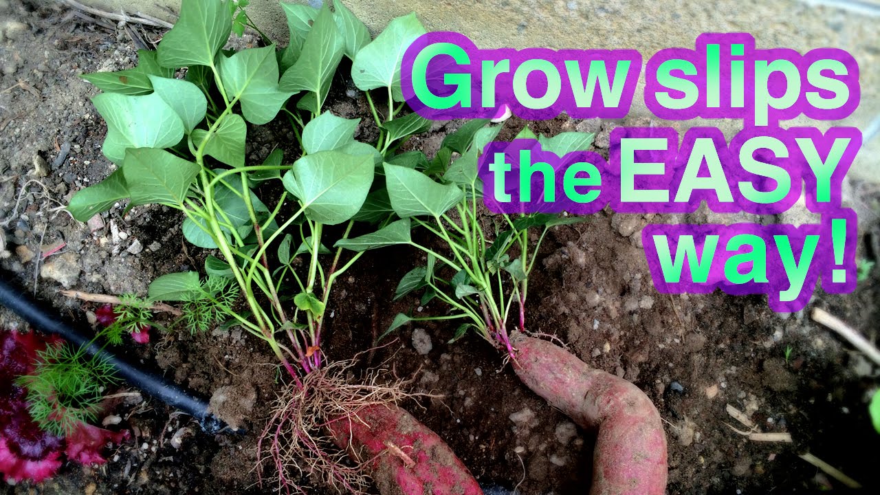 How to Grow Sweet Potato Successfully -- It's Super EASY!