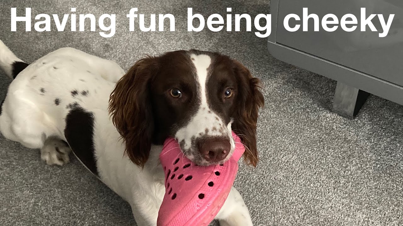 Puppy Being Cheeky | Four Paws Ahead