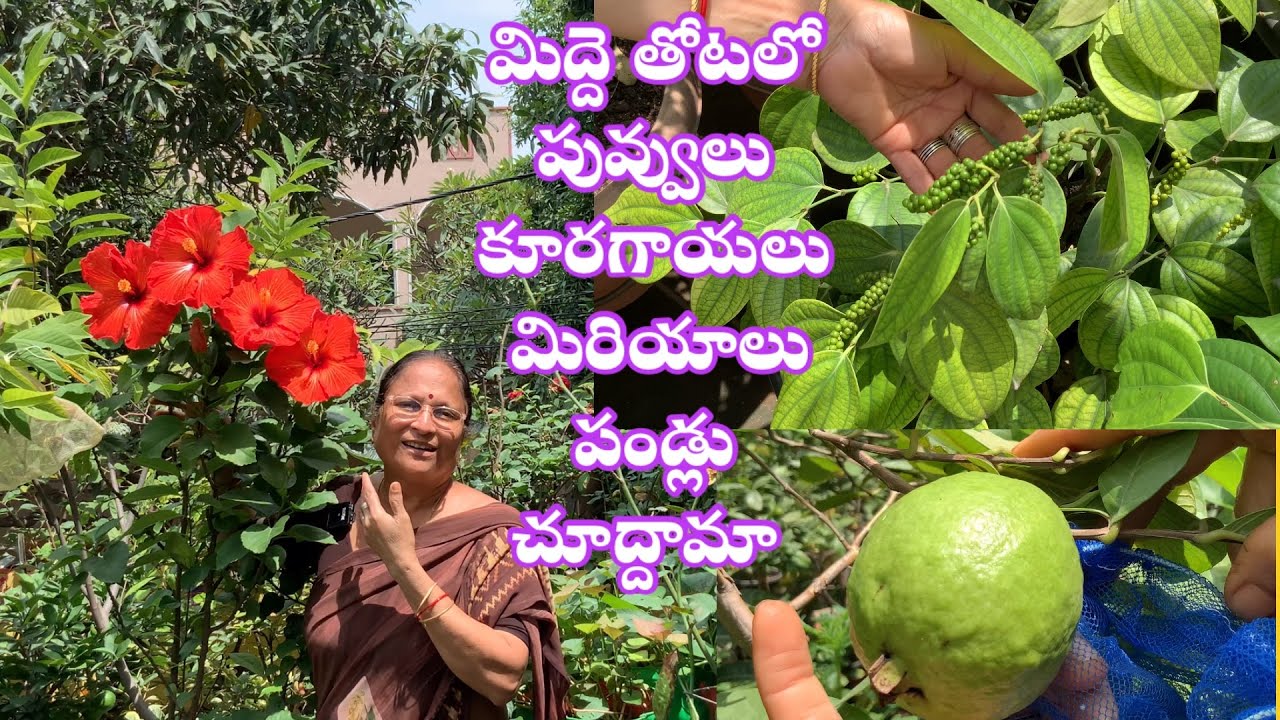 నా మిద్దె తోటలో పువ్వులు పండ్లు కూరగాయలు మిరియాలు చూద్దామా