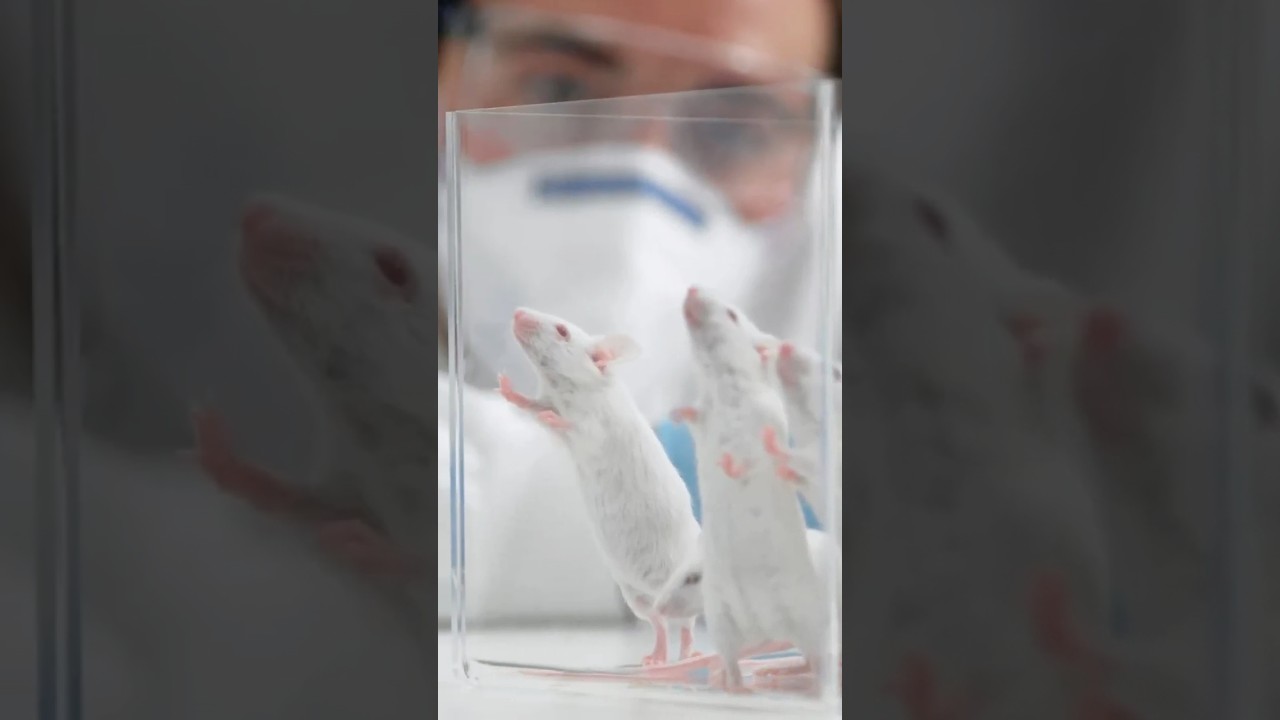 Scientists Discover Pancreatic Cancer Cure for Mice