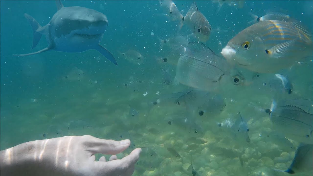 Gefährliche Fütterung | Tauchen im Brijuni Nationalpark - Kroatien