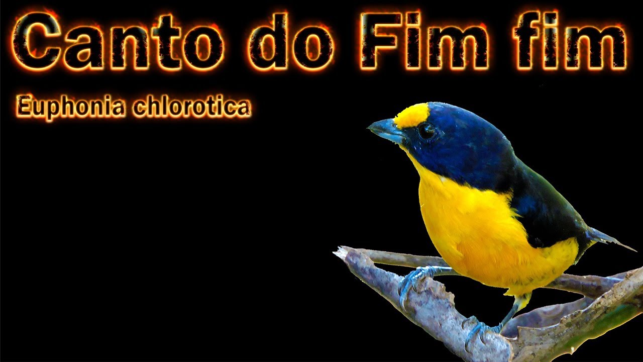 Fim fim cantando gravado ao vivo em HQ para ensinamento de filhotes