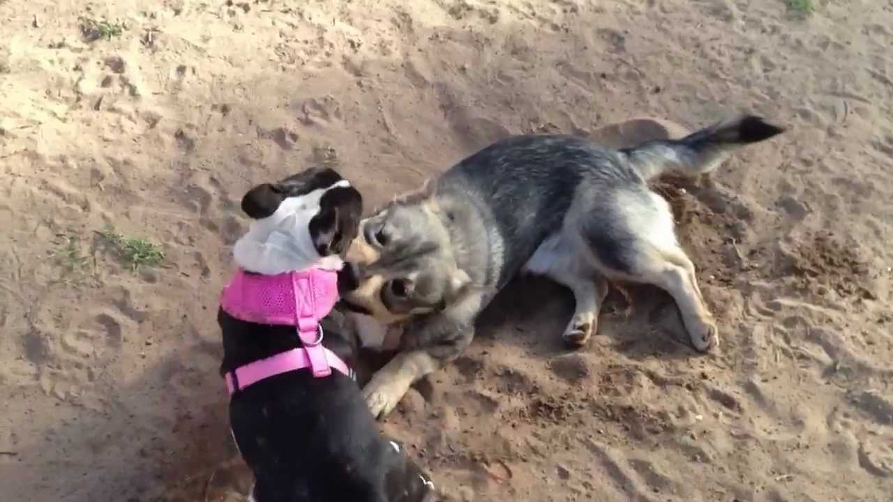 Swedish Vallhund vs French Bulldog