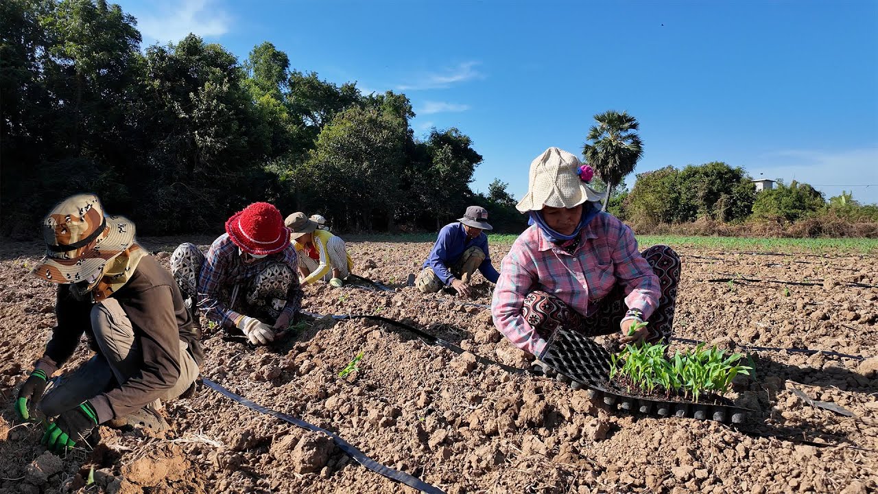 ជីវិតអ្នកស្រែចំការ ថ្ងៃនេះទៅដាំពោតនៅដីចំការជុំគ្រួសារក្ដៅតែសប្បាយ