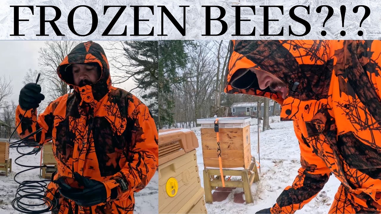 Did the Polar Vortex Freeze my Bees?