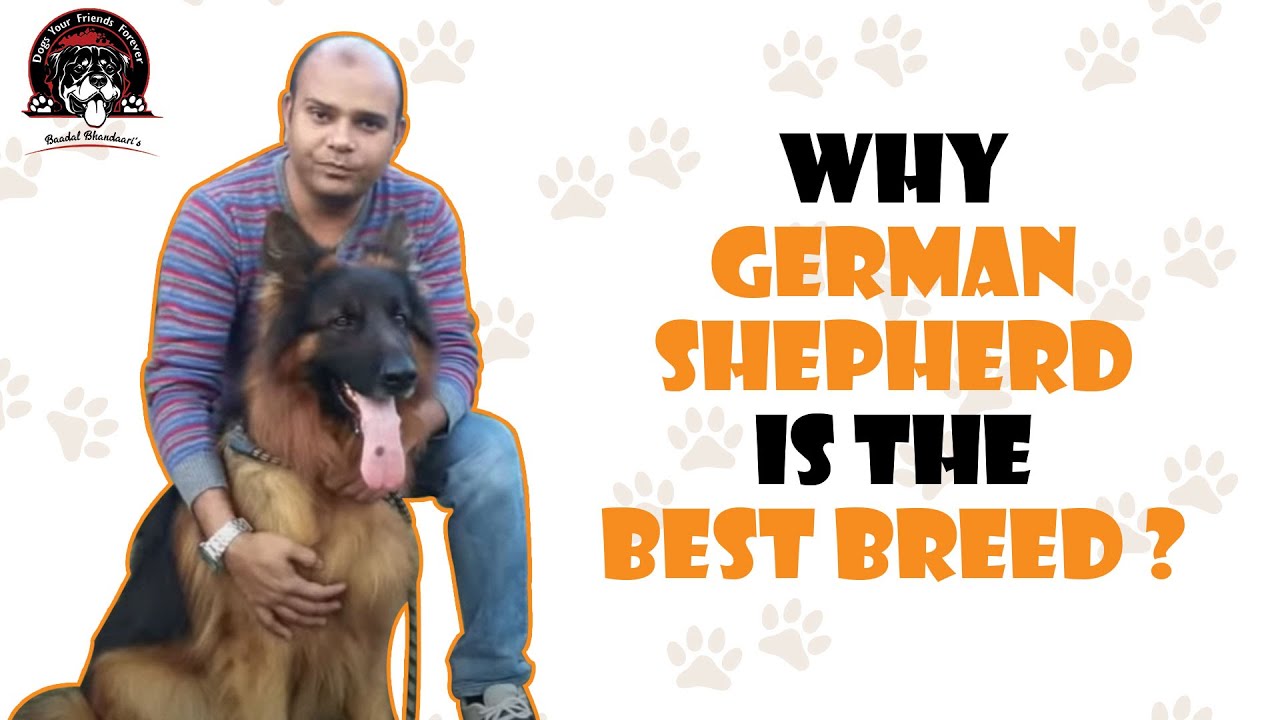 Why GERMAN SHEPHERD is the best breed ? | By Baadal Bhandaari | Call Now - 9878474748