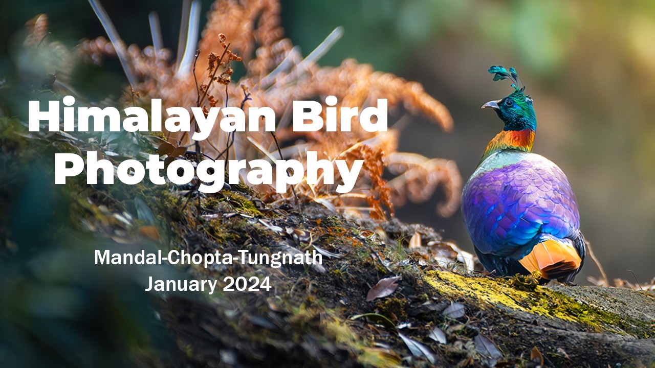 Himalayan Bird Photography | Mandal, Chopta & Tungnath | Winter Birding in Uttarakhand (Jan 2024)