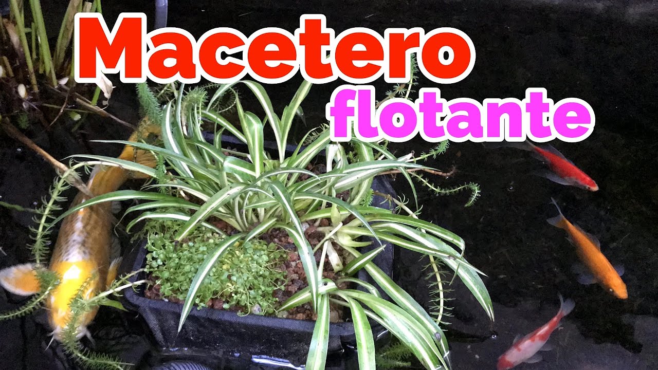 ❤️Nuevo Macetero Estanque