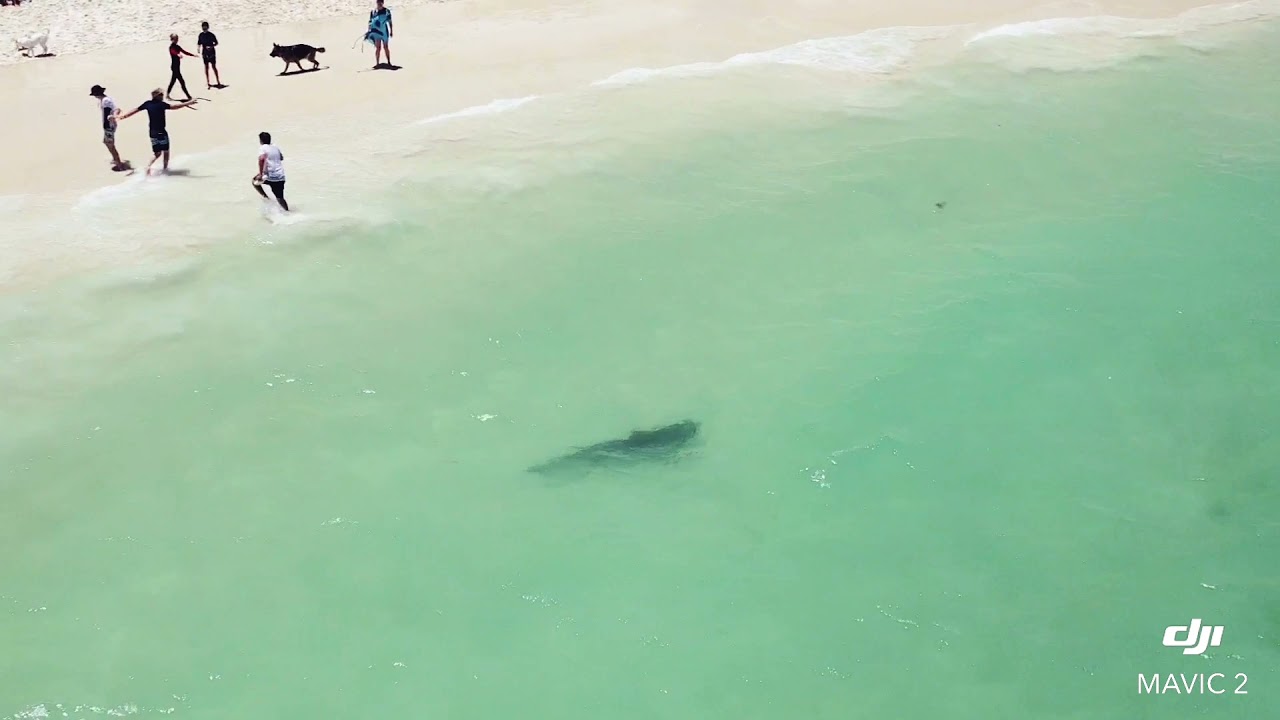 Bathers Run to Shore as Tiger Shark Appears at Perth Beach