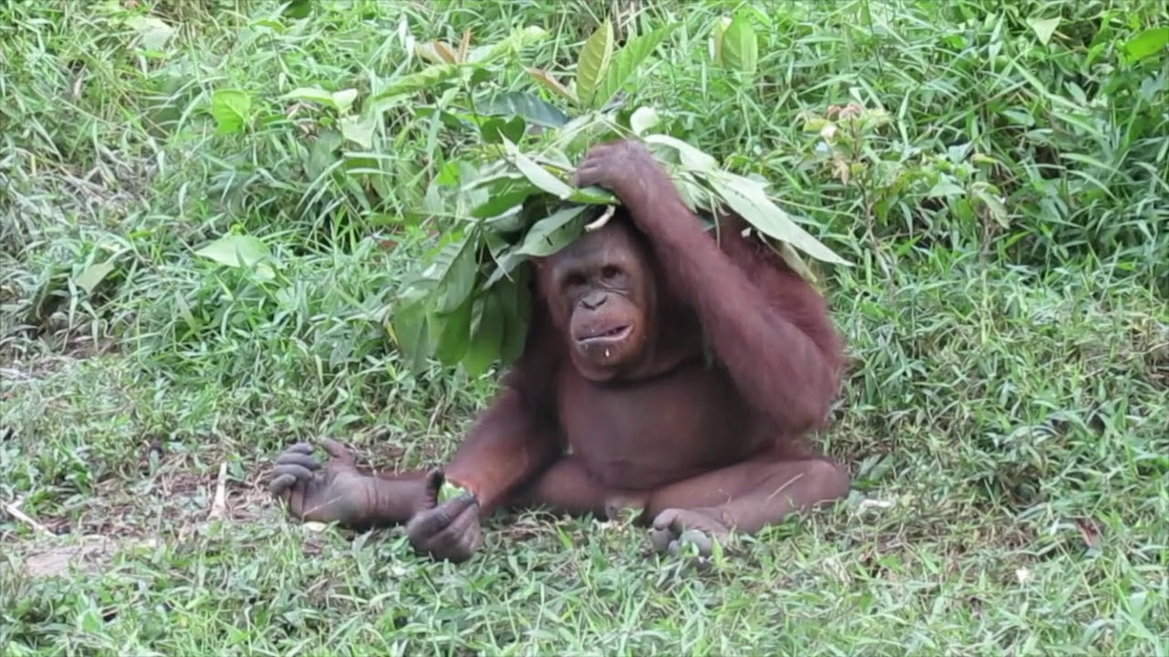 Orangutans at The East Kalimantan Orangutan Reintroduction Program at Samboja Lestari