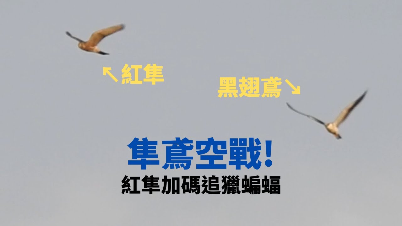 黑翅鳶幼鳥空中交戰紅隼!紅隼加碼空中追獵蝙蝠!｜Black-Winged Kite vs Common Kestrel＆Hunting Bat｜【台中北屯黑翅鳶2022/10/22】