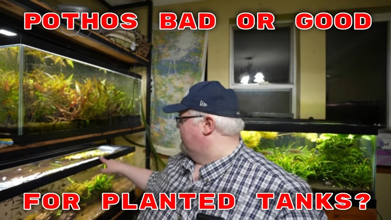 Pothos In Planted Aquariums - Good or Bad? Aquarium 911 Ep 25