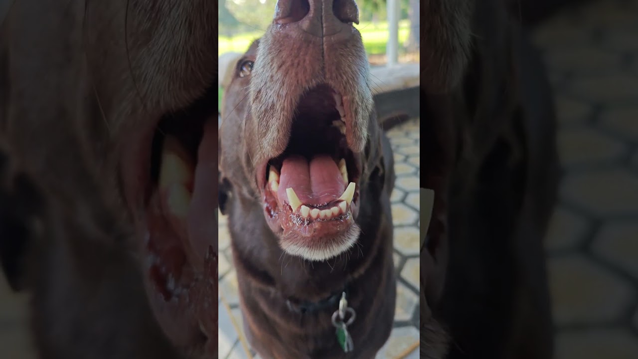 #puppy