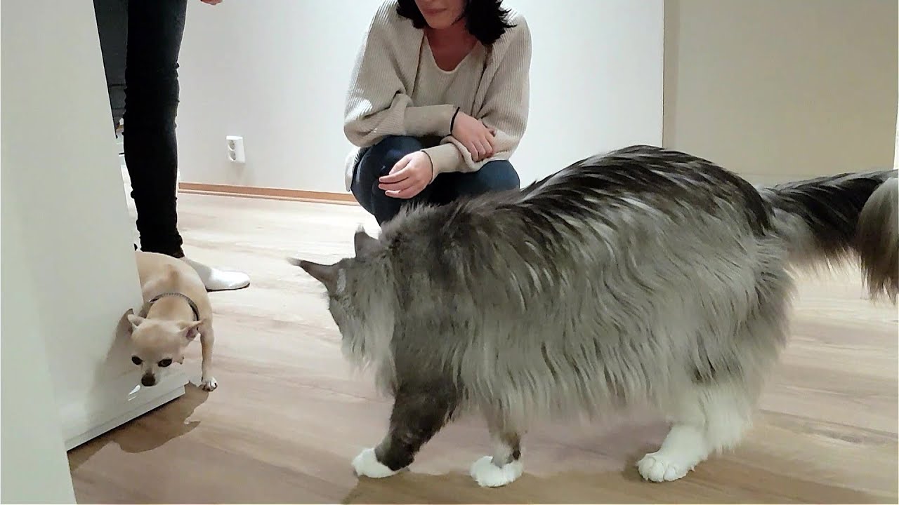 Maine Coon Felix and a little dog. A Chihuahua
