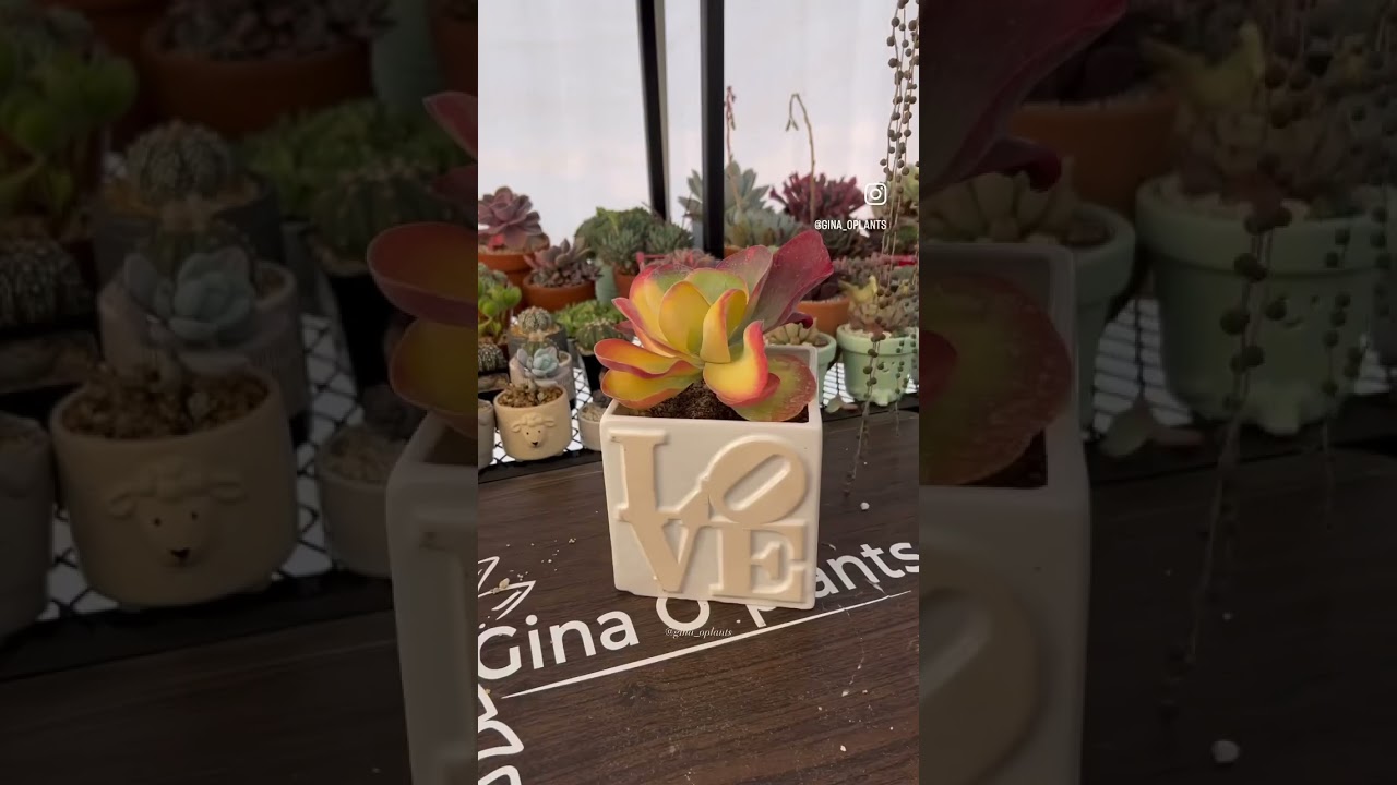 Kalanchoe thryrsiflora variegado