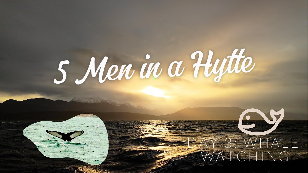 Day 3 in Tromsø | Whale Watching in Skjervøy | Orcas, Humpbacks & Arctic Rain