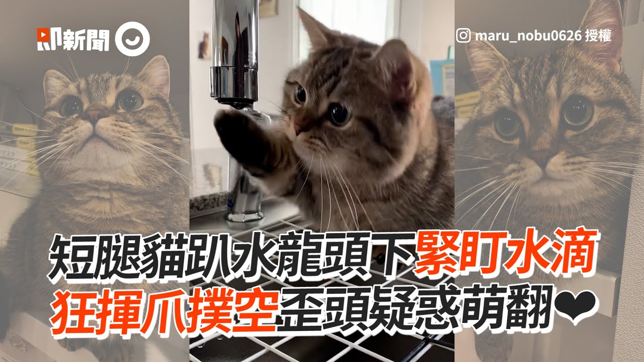 短腿貓趴水龍頭下緊盯水滴　狂揮爪撲空歪頭疑惑萌翻❤│寵物│貓咪｜猫｜ねこ│Pet│Cat│Kitten