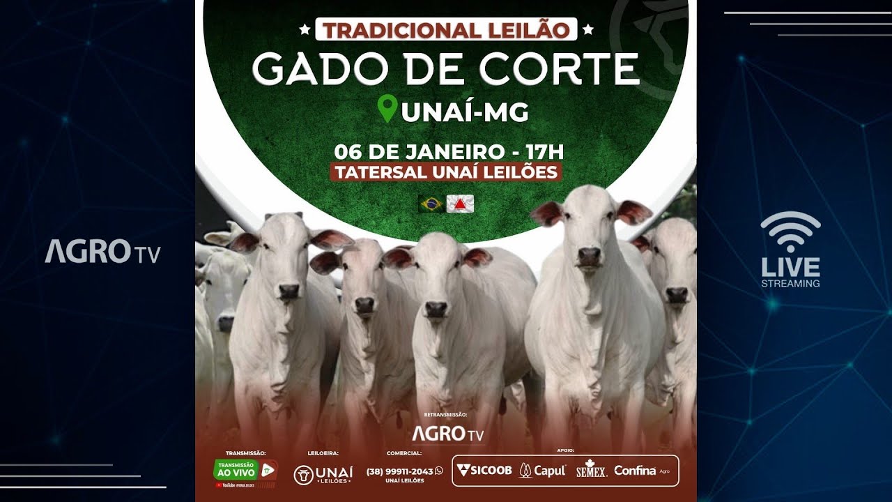 TRADICIONAL LEILÃO DE GADO DE CORTE DA UNAÍ LEILÕES EM UNAÍ - MG - 06/01/2026