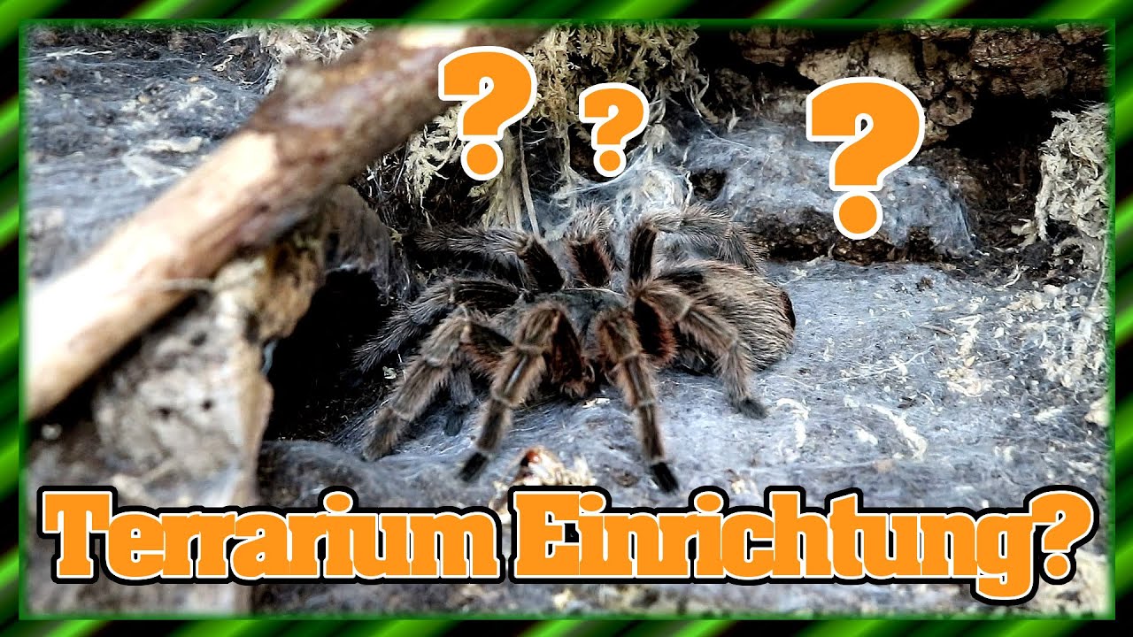 Erste Vogelspinne - Was brauche ich? Terrariumeinrichtung