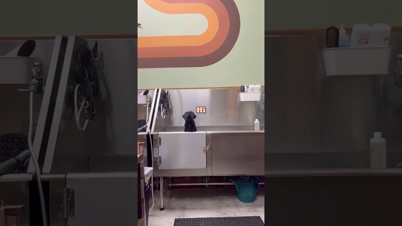 The cutest, tiniest dog haircut you've ever seen in 60 seconds. Enjoy. 💫