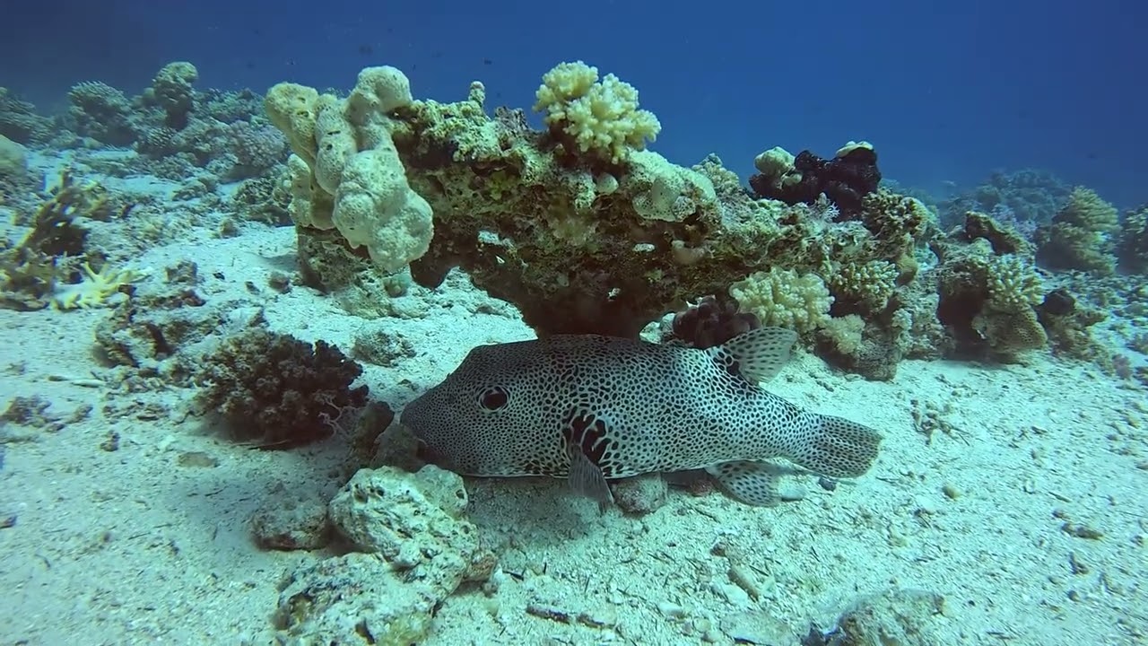 Tauchen im Roten Meer