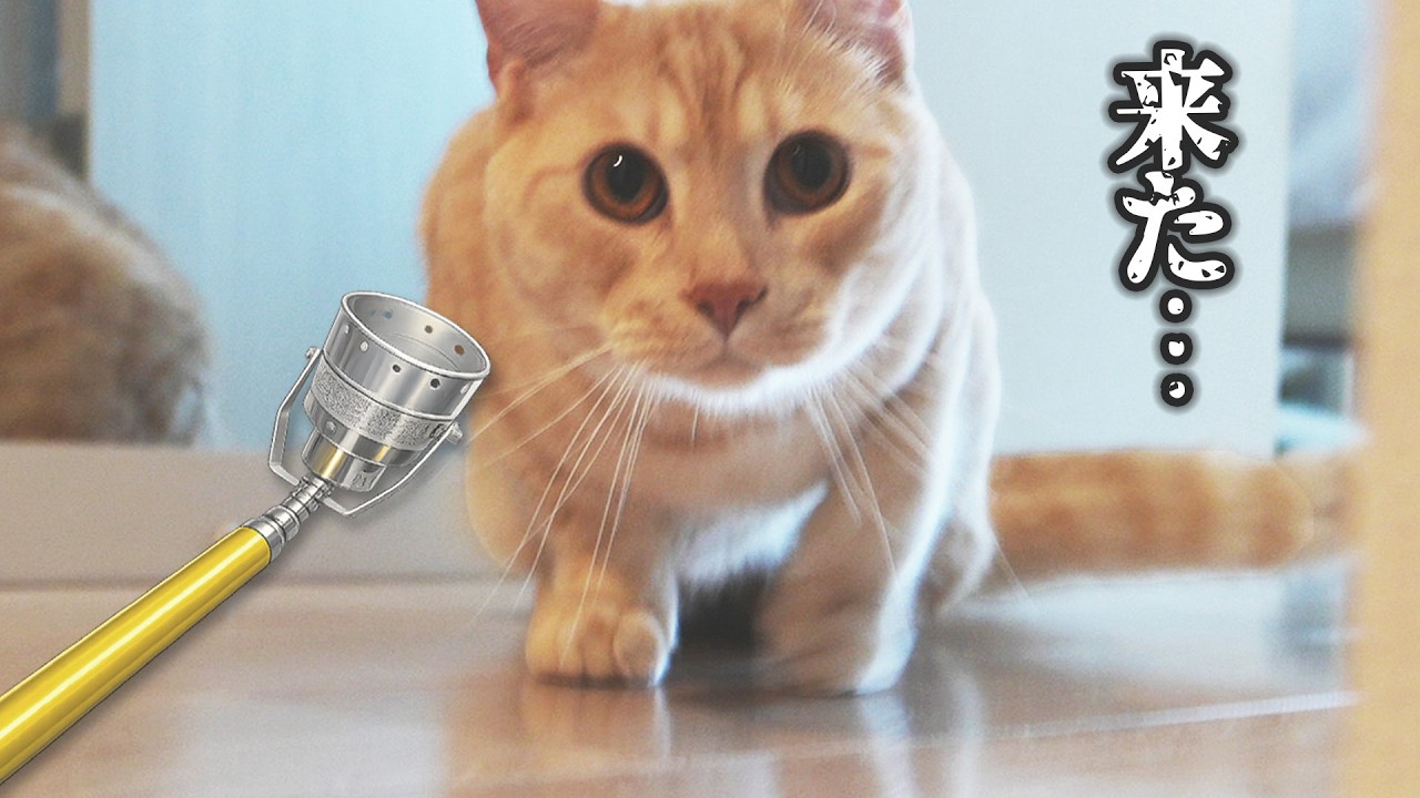 消防点検の日の猫 │ A Cat on Fire Inspection Day