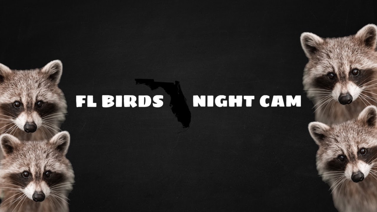 LIVE 🌙  FLORIDA Night Cam ☁️ Tuesday Raccoons, Opossums, Nature  #livecamera #live #wildlife