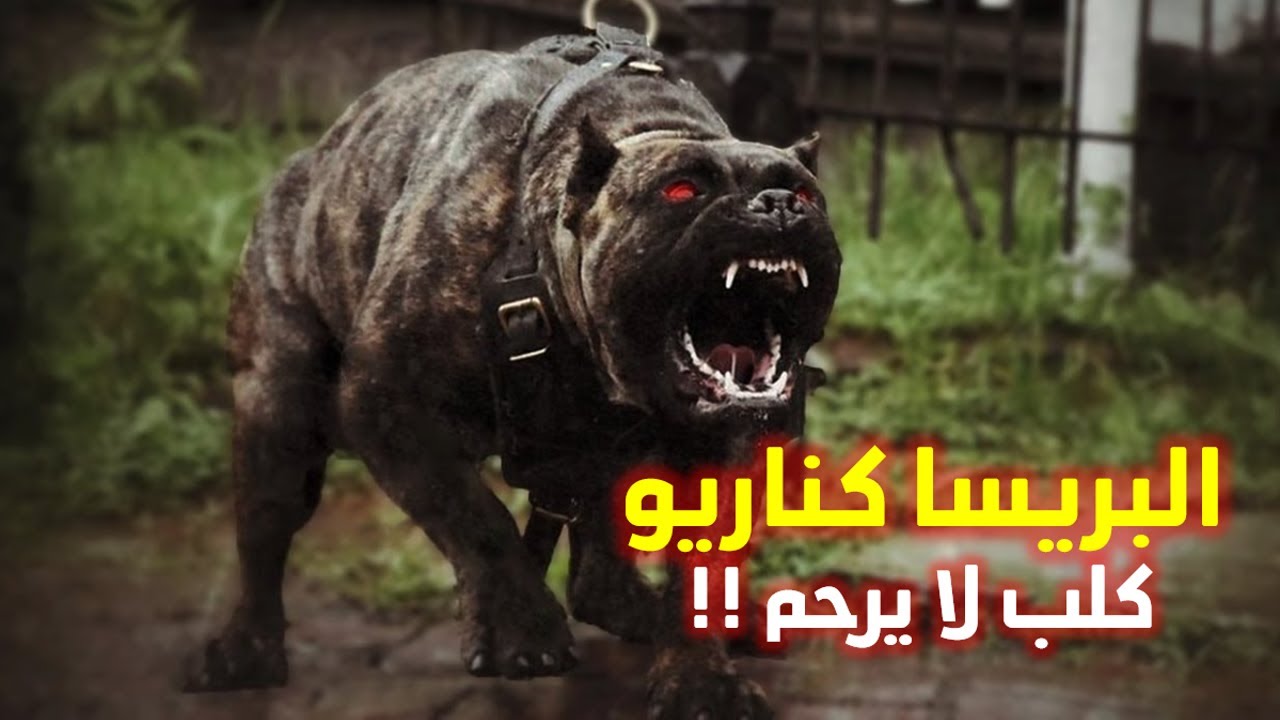 البريسا كناريو ؟ اخطر واشرس كلب محظور امتلاكة فى كل دول العالم