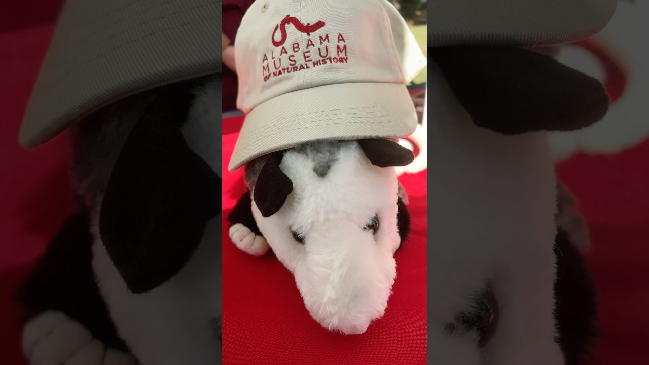 #Shorts: University of Alabama Family Weekend 2024 with the Alabama Museum of Natural History
