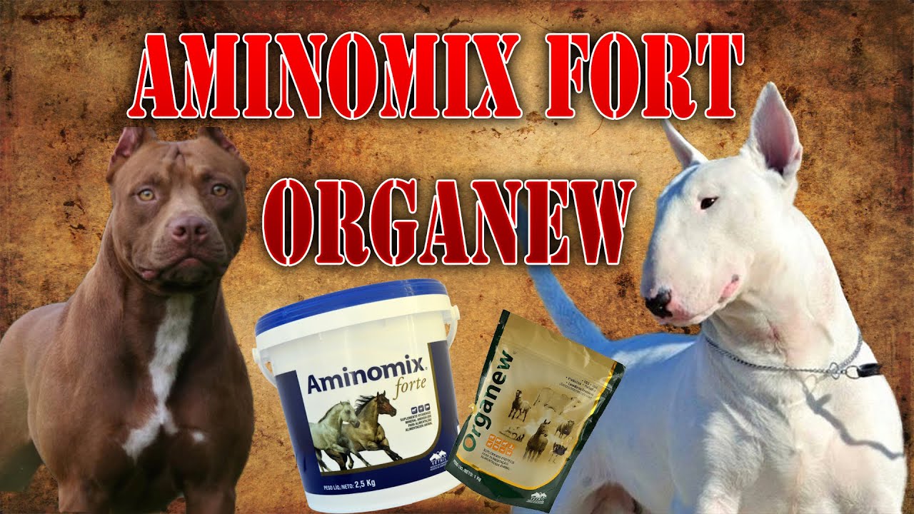 Como engordar seu cachorro