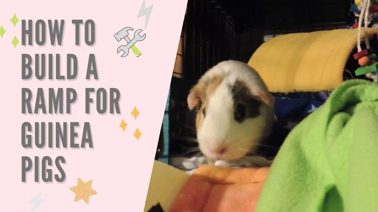 how to build a ramp for your guinea pigs!
