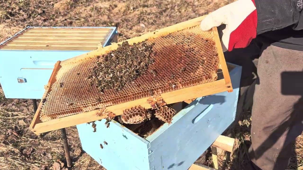 First beehive. Part 9. All gone :(