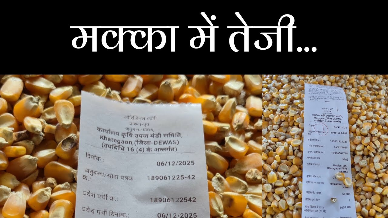 मक्का में तेजी l कृषि उपज मंडी,खातेगांव l 06 दिसंबर 2025 का मंडी भाव l 