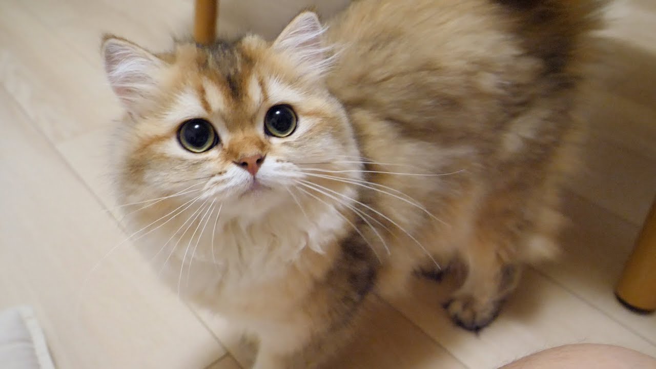 It has been a while since a cat Latte has appeared!