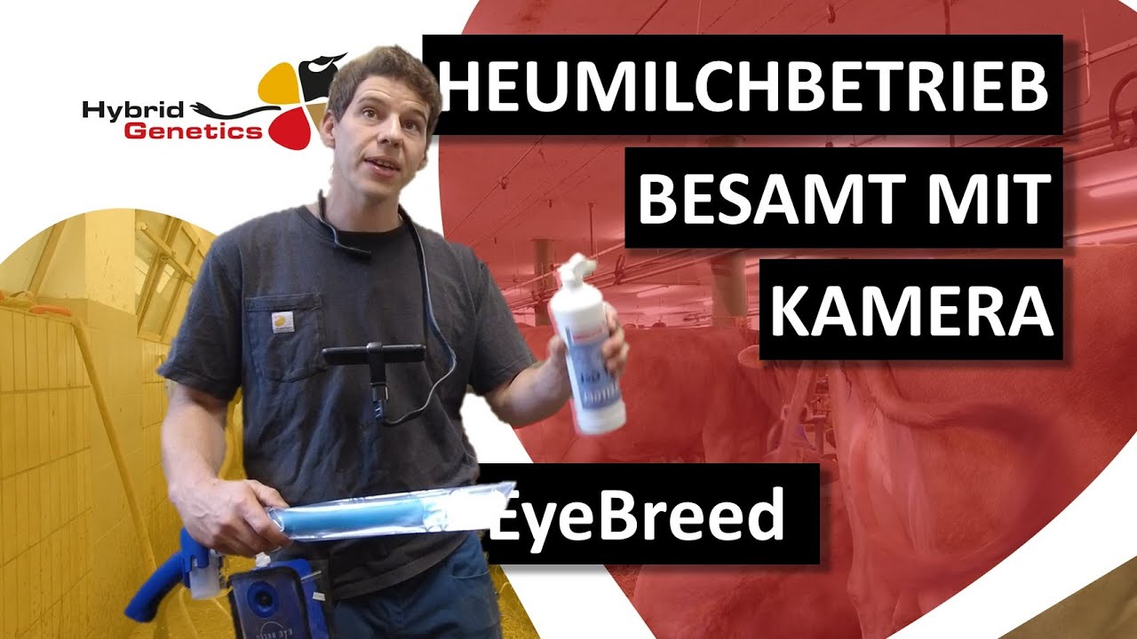 Heumilchbetrieb besamt Braunvieh mit Kamera! #landwirtschaft