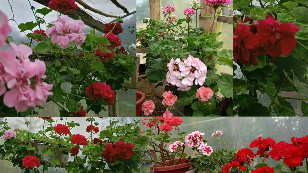 Un pequeño tour por mis Geranios de colección,hiedra y Novios 🥰🌺