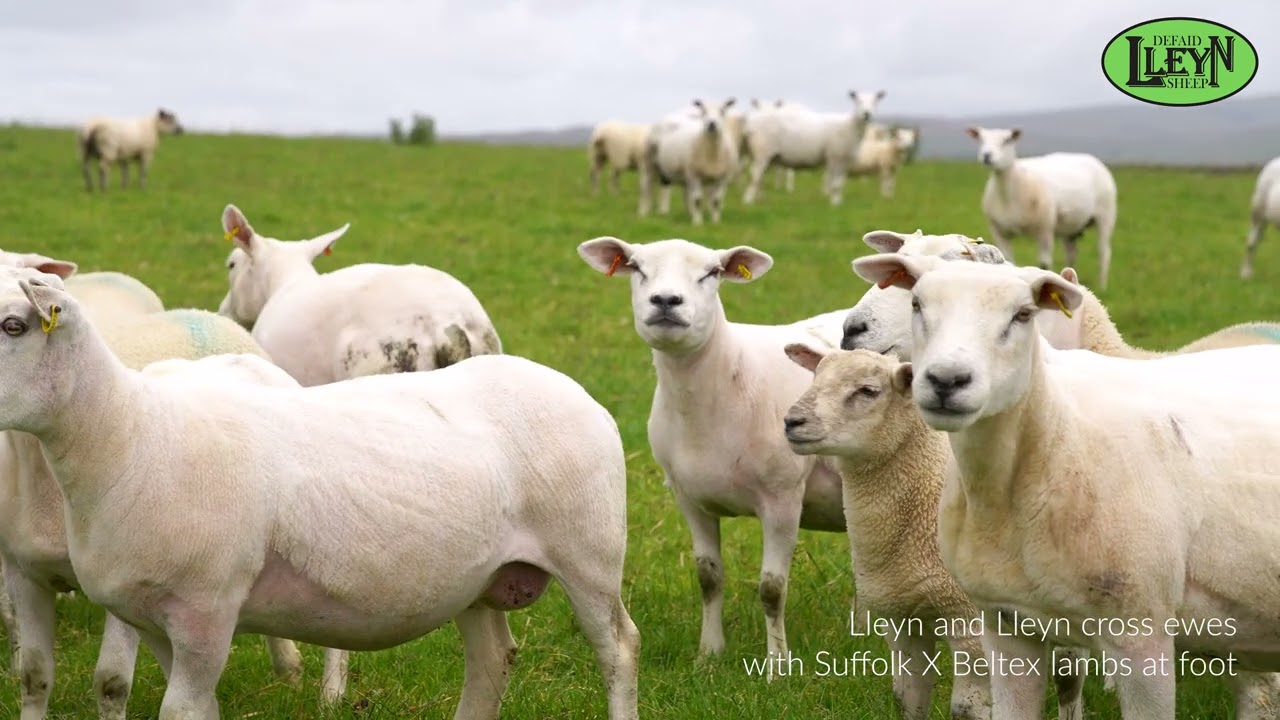 Lleyn Sheep Society farm focus: Borins Farm