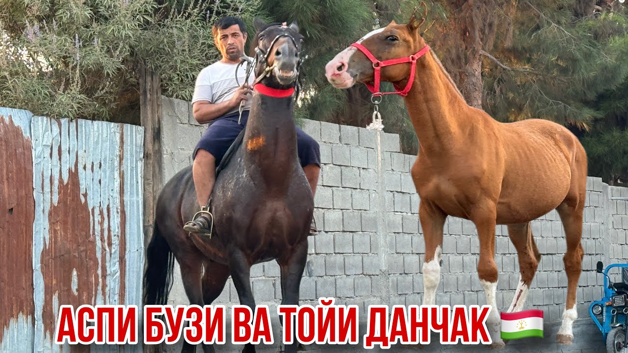 Тойи Данчак ва Аспи Бузи аз Наими Эгилик🇹🇯 24 сентября 2024 г.