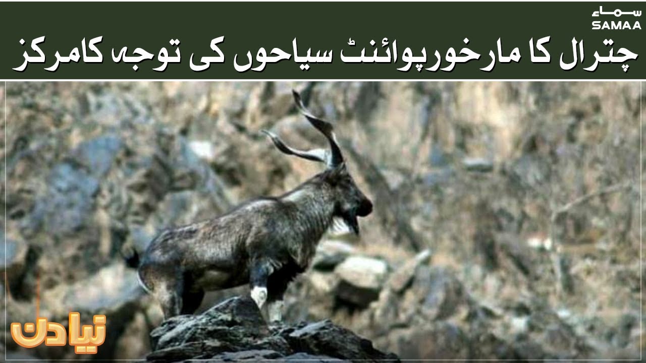 Chitral ka markhor point siyahon ki tawajha ka markaz ban gaya | Naya Din | SAMAA TV