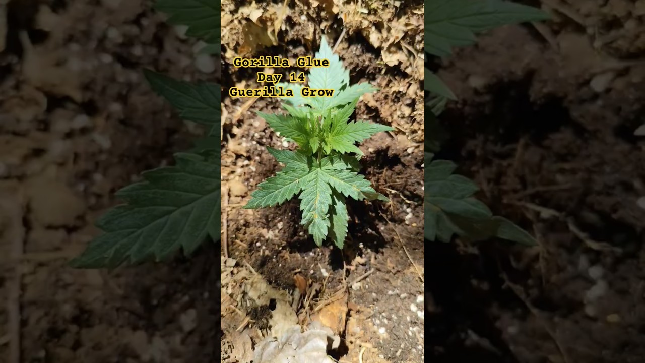 Outdoor Guerilla Grow🍀🚀 &ndash; Gorilla Glue Auto Tag 14📅 #GuerillaGrow #shorts #youtubeshorts