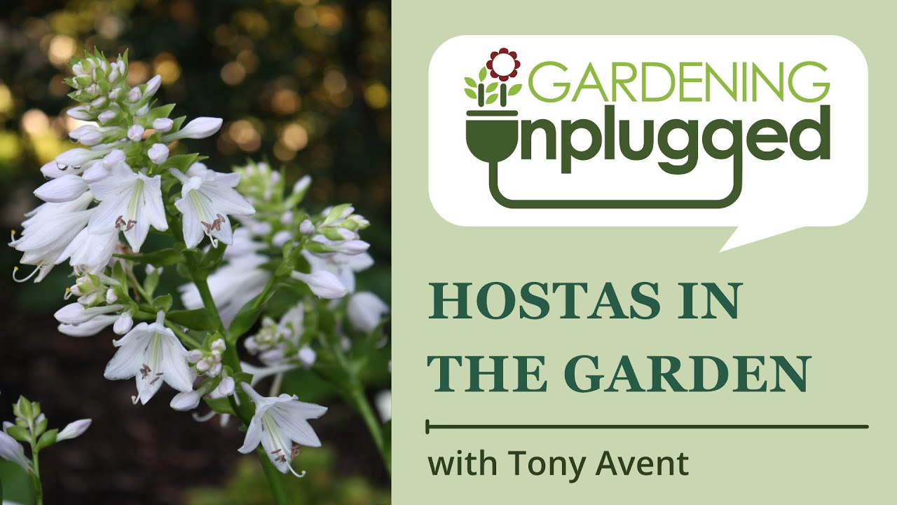 Gardening Unplugged - Hostas in the Garden with Tony Avent